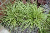 /album/fotogaleria/carex-evergold-okrasna-trava-6-jpg/